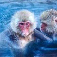 Купание обезьяны в тёплой воде